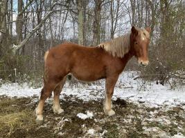 Haulin&rsquo; Hoof Ridgewind Ernest
