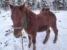 Cariboo cane