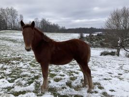 Haulin&rsquo; Hoof Ridgewind Lewis