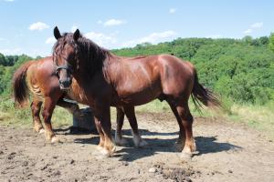 Ridgewind Aethling Simon 
