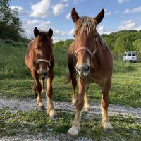 Haulin Hoof Ridgewind Ernest & Lewis 