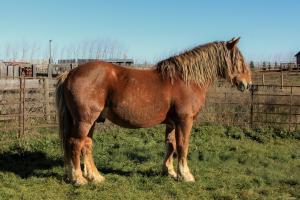 Valan's Aelfred the Great